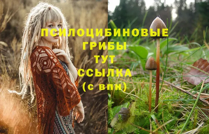 купить наркотик  ссылка на мегу ССЫЛКА  Псилоцибиновые грибы Magic Shrooms  Камызяк 